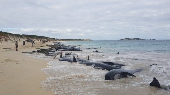 Australia, 150 balene-pilota spiaggiate: è allerta squali