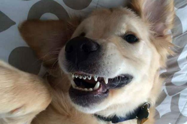 Wesley, il cane con l'apparecchio ai denti