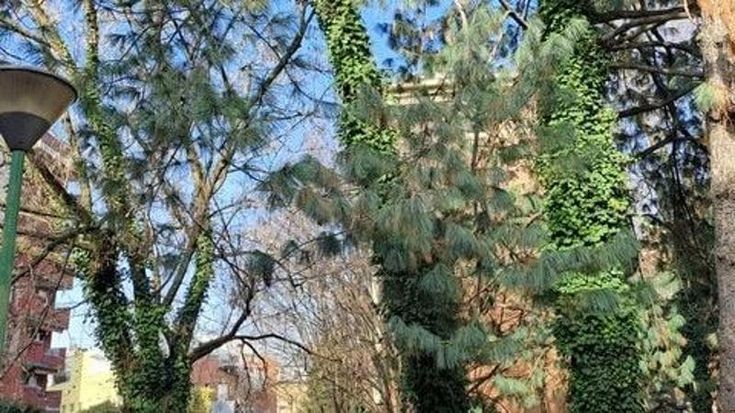 Per le nuove case in via Tacito saranno sacrificati 37 alberi. I comitati: “Speculazione abitativa”