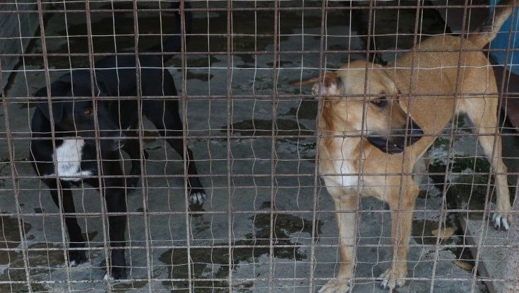 Costretto in terrazzo giorno e notte, cane muore di freddo: denunciati i proprietari