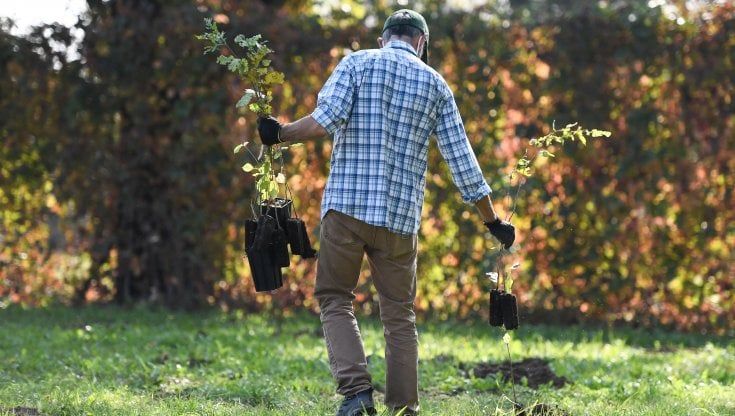 Il regalo ecologico di Selva Urbana: piantare un albero per il Natale