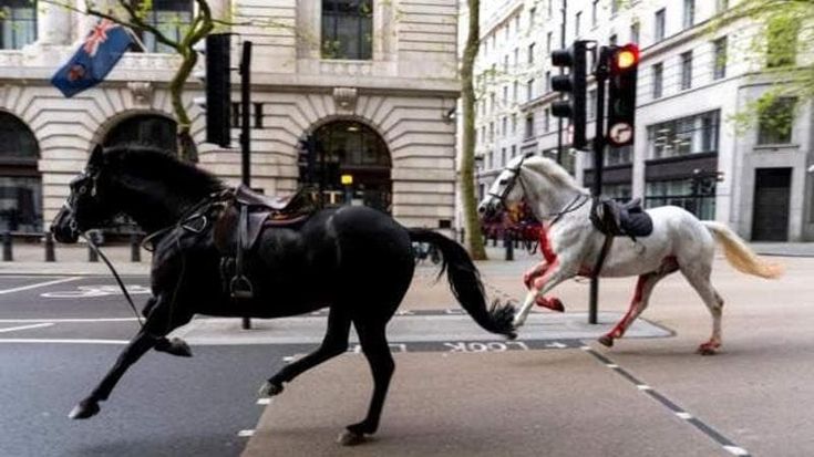 Far West nelle vie di Londra, cinque cavalli della casa reale in fuga: caos tra i passanti, quattro feriti