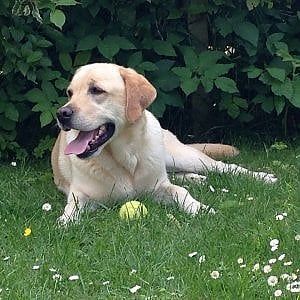 Reggio Emilia, cane passa su un tombino e muore folgorato