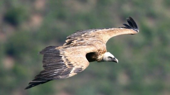 Un farmaco minaccia gli avvoltoi. Lipu: "Vietatene l'uso veterinario"