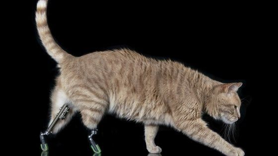 Vituzzo, il gatto bionico: superstar dei social grazie alle sue zampe di metallo