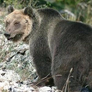 Trento, firmata l'ordinanza: l'orso M49 verrà catturato e vivrà in un recinto