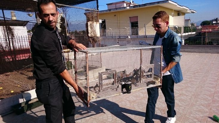 Cento uccelli protetti, tartarughe e trappole: maxi sequestro dell’Eital