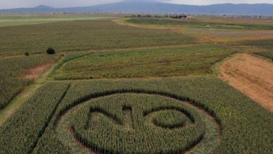 Greenpeace: l'Ue blocca le regole sugli Ogm sotto pressione degli Usa