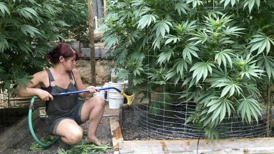 Usa: California, sì a marijuana a uso ricreativo. Colorado approva il suicidio assistito