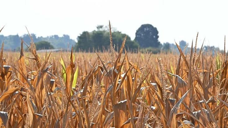 Riso, grano, latte. Così il caldo divora il cibo degli italiani
