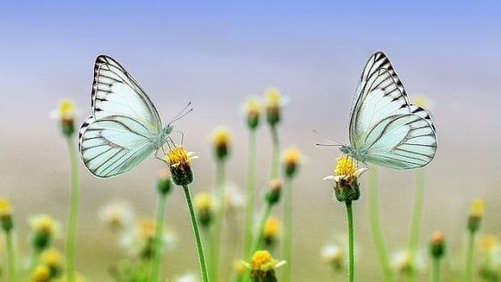 "Addio insetti, di questo passo si estingueranno entro un secolo"