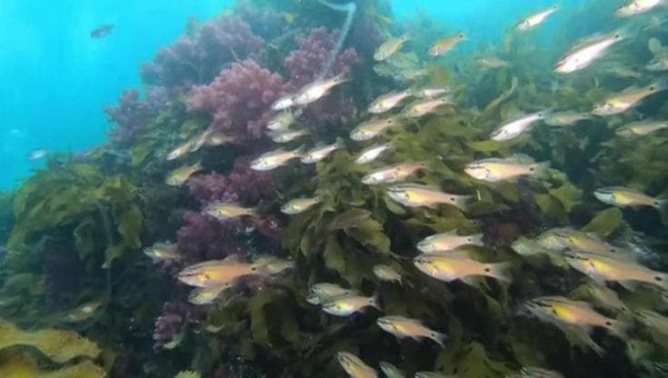 Corea del Sud, i coralli di Jeju stanno collassando a causa del clima