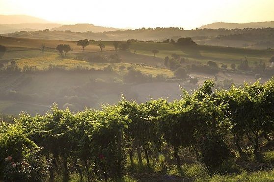 Verdicchio d'oro nell'anno più nero