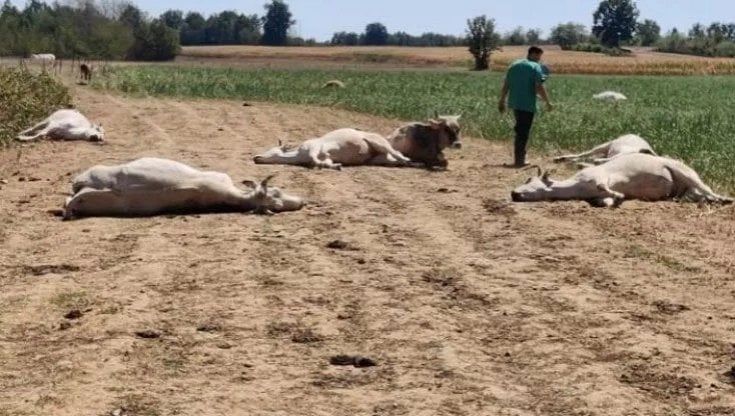 Muoiono tre mucche nell'Astigiano: timore che la causa sia la tossina della strage 