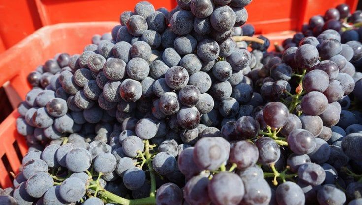 Prunent, quel clone del Nebbiolo che fa grande la Val d'Ossola