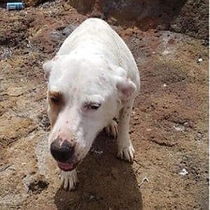 La cagnolina gettata in mare a Valderice, il ministro: "Saremo parte civile"