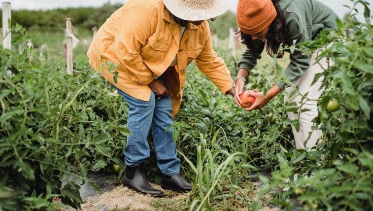 Rural Social Act, al via il progetto Cia contro il caporalato