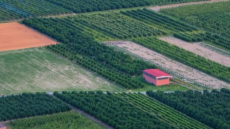Biologico, in Italia aumentano le superfici coltivate, ma la domanda è ferma