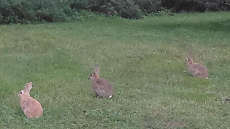Strage di leprotti al Parco dei Giganti, l’appello degli animalisti: “Fateli vivere lì, è casa loro”
