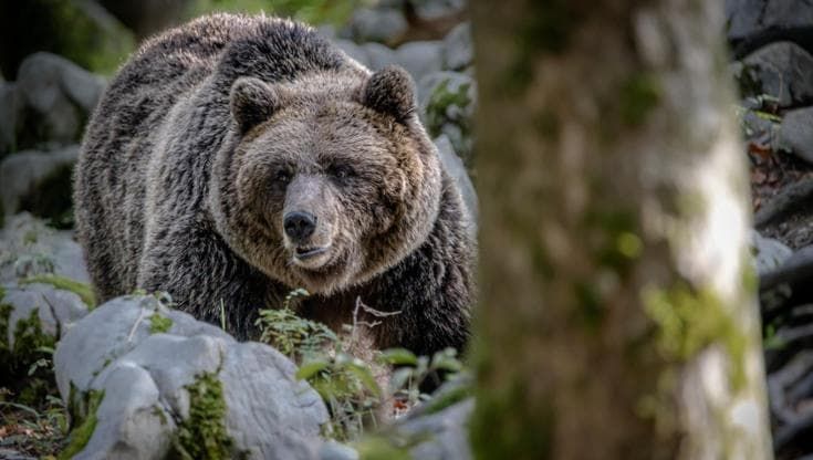 Vacanze in natura: ecco come evitare incontri spiacevoli con gli animali selvatici