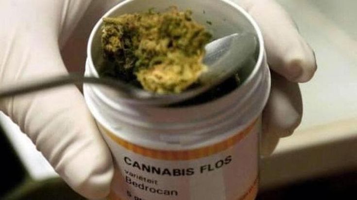 Madre e figlio vendevano droga online, denunciati: sequestrati oltre 600 chili di marijuana