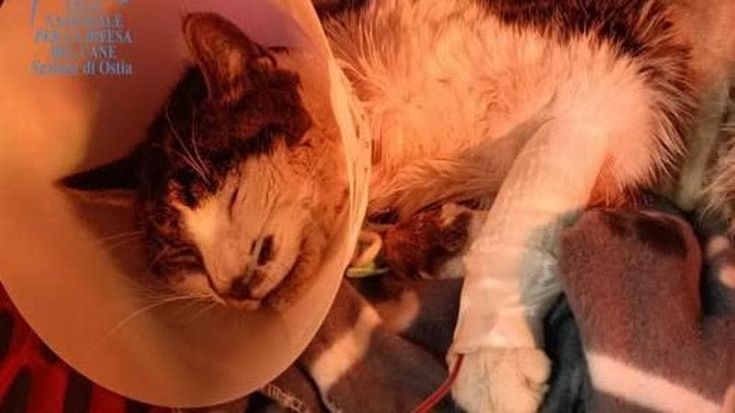 La gattina stuprata lotta ancora tra vita e morte: le infezioni di Rosi sono molto serie