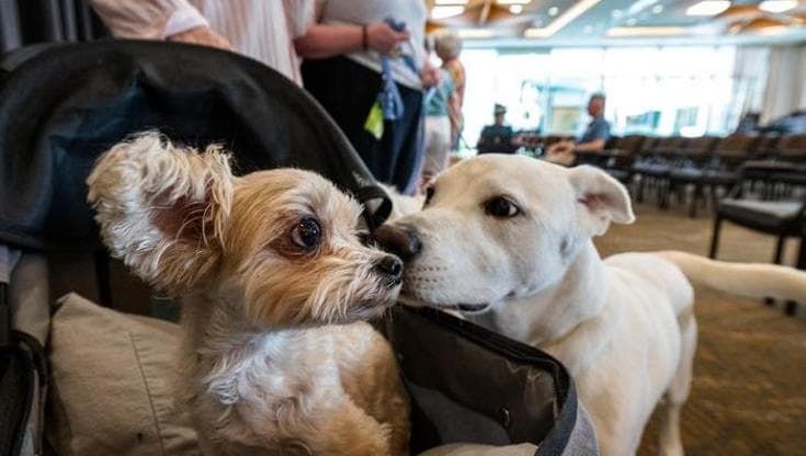 Perché i cani grandi invecchiano più velocemente