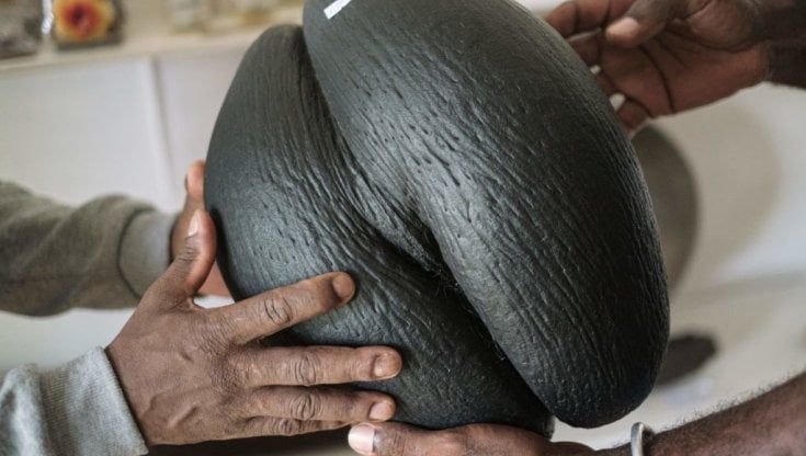 Seychelles, come salvare il seme più grande del mondo