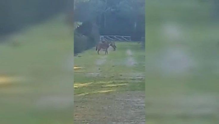 Salento, lupi nel parco di Porto Selvaggio: tre esemplari passeggiano fra le persone