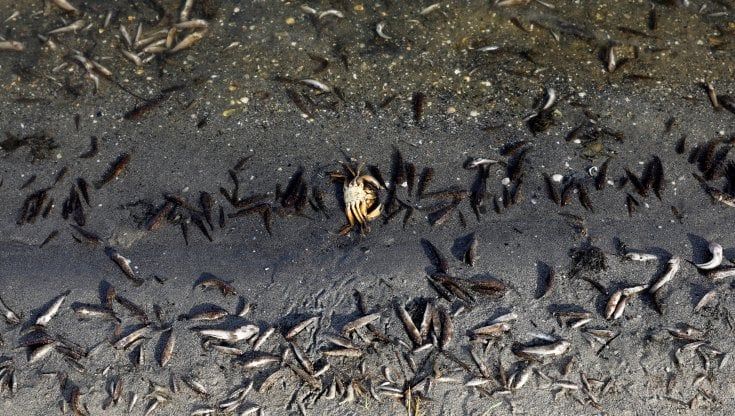 Spagna, la moria di pesce nella laguna del Mar Menor diventa un caso politico 