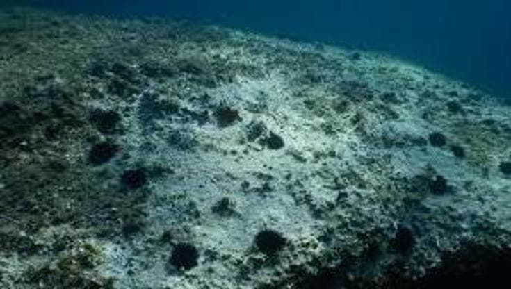 Salento, i ricci tornano a popolare il mare ma ancora troppa pesca di frodo: “Il fermo va mantenuto”