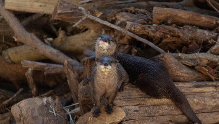 Nuovi arrivi allo zoo di Napoli, ecco Lyla e Rocket: lontre in via di estinzione