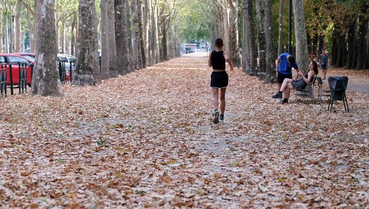 A Torino foglie secche e alberi ingialliti, lo strano autunno a luglio 