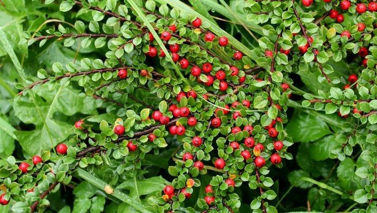 Cotoneaster, la super pianta che assorbe l'inquinamento atmosferico lungo le strade