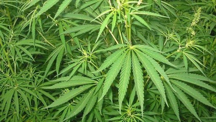 Cannabis terapeutica, l'odissea di una paziente: ''Mi ha liberata dal dolore''