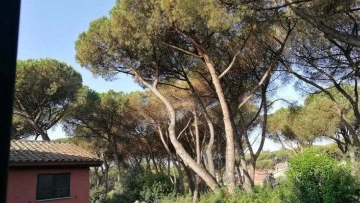 Roma, l'ultimo assalto della cocciniglia ai pini. La Regione: "Infestate tutta Roma e Fiumicino". Ma adesso un decreto prescrive la lotta obbligatoria
