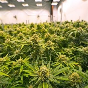 Cannabis terapeutica, per il dolore cronico le evidenze sono ancora scarse 
