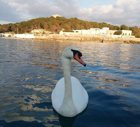 Salento, il cigno torna ogni anno e sceglie sempre la stessa spiaggia