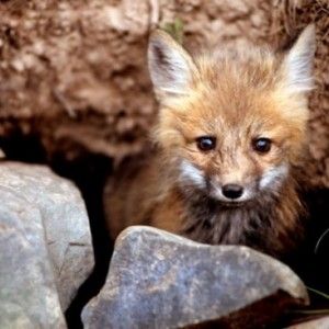 Bracconiere a caccia di gatti e volpi, fermato dalla polizia provinciale