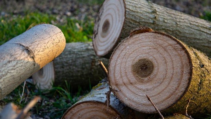 Dai camper alle barche: così cresce la richiesta del legno di pioppo