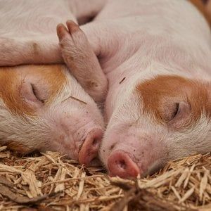 In Cina la carne di maiale costa il 110 per cento in più