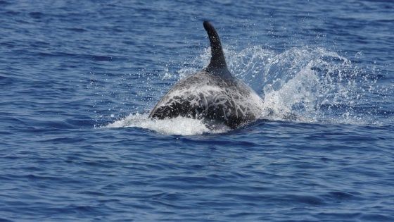 Ischia, sono tornati i grampi: nonna, mamma e nipote a spasso nel golfo