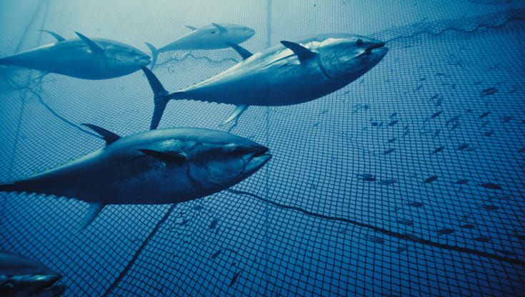 Tonno rosso, nel boom degli allevamenti il prezzo nascosto del nostro sushi