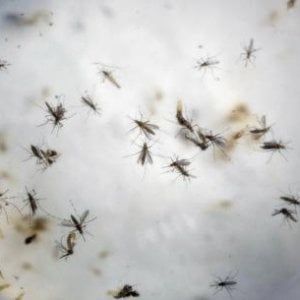 Zika, un anticorpo blocca l'infezione nei feti e negli adulti