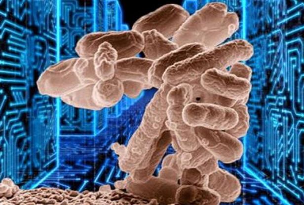Resistenza agli antibiotici, l'allarme dell'Oms: "Infezioni minori rischiano di tornare a uccidere"