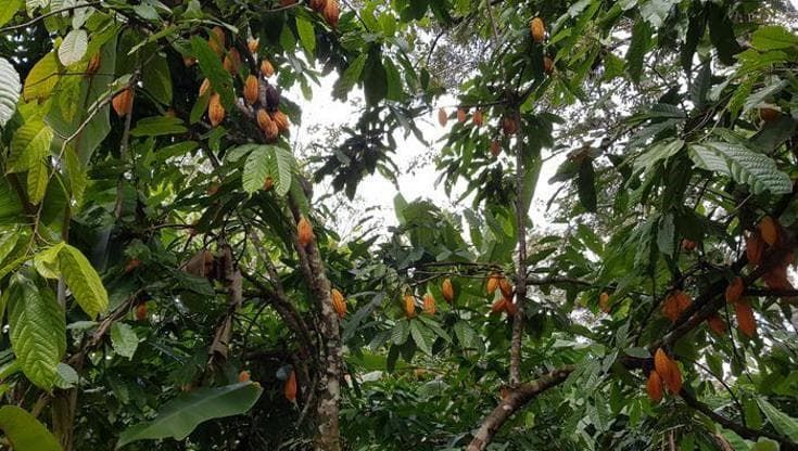 Il cacao è in crisi per il clima ma la speranza arriva da una scoperta in Perù