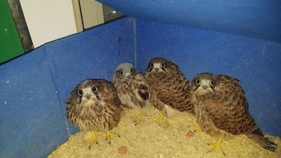 Vendeva gheppi su internet, arrestato minorenne ad Arzano