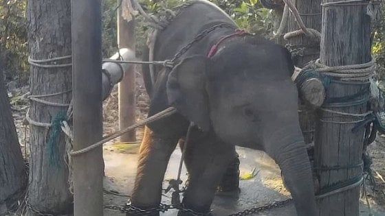Thailandia, elefantini in catene maltrattati per i turisti: in un video l'addestramento shock