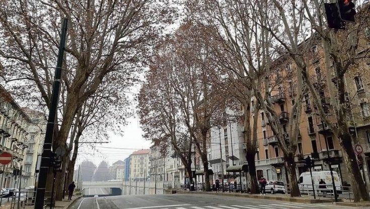 Torino, un mese di disagi in corso Regina per la potatura degli alberi