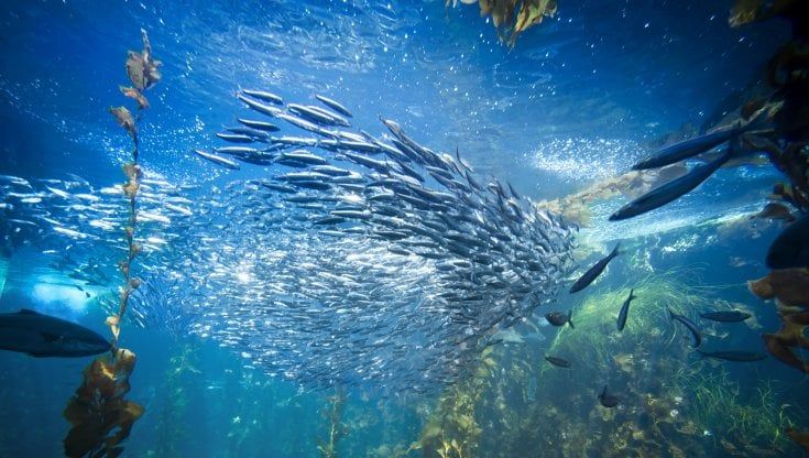 La Business Unit food di Bolton Group entra nel Napa per favorire la pesca sostenibile e tutelare gli Oceani